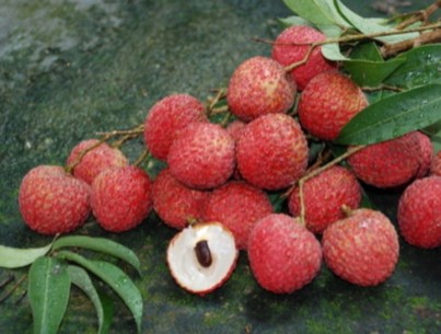lychees